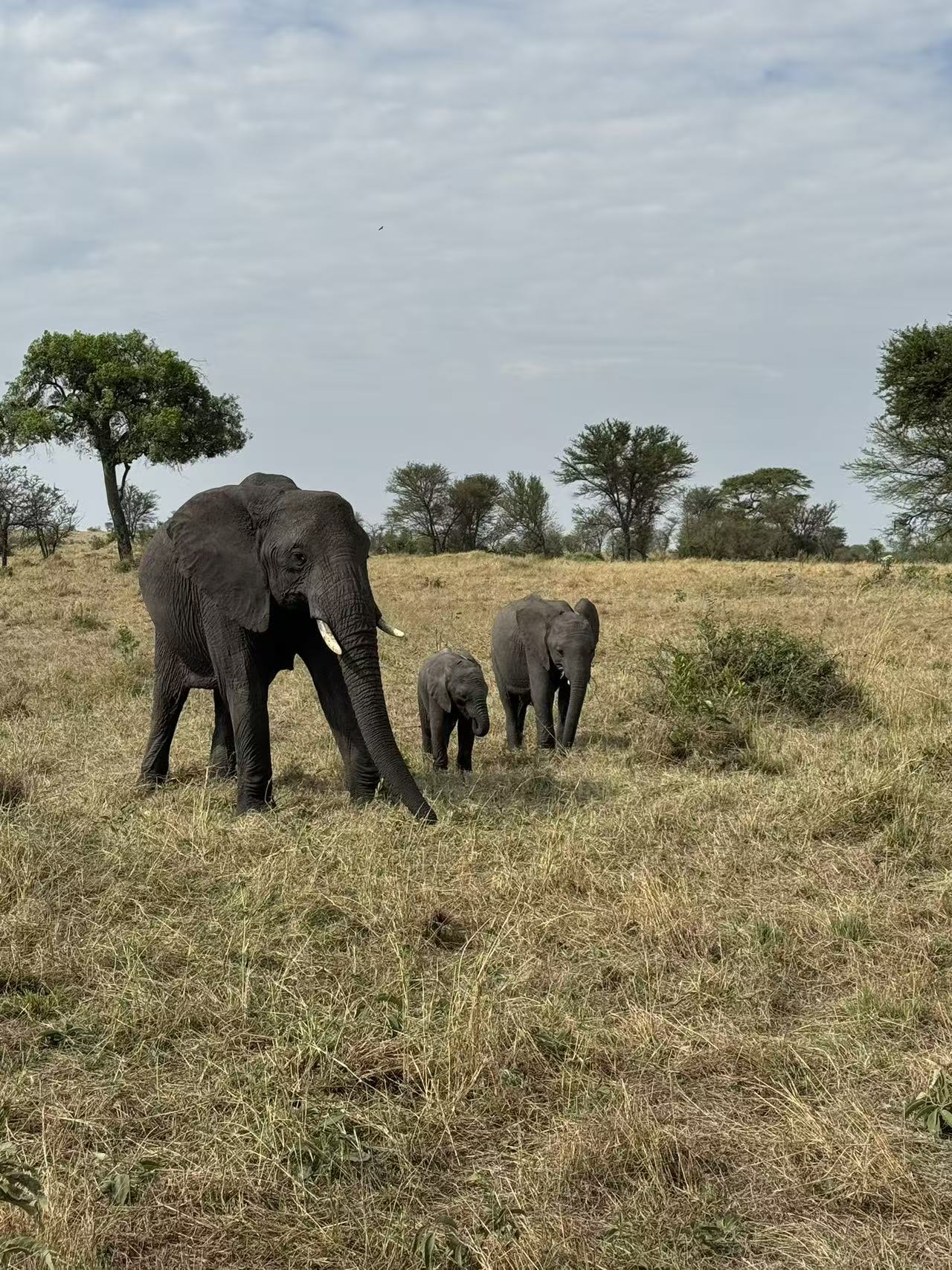 Elephants on the savanna in Tanzania
