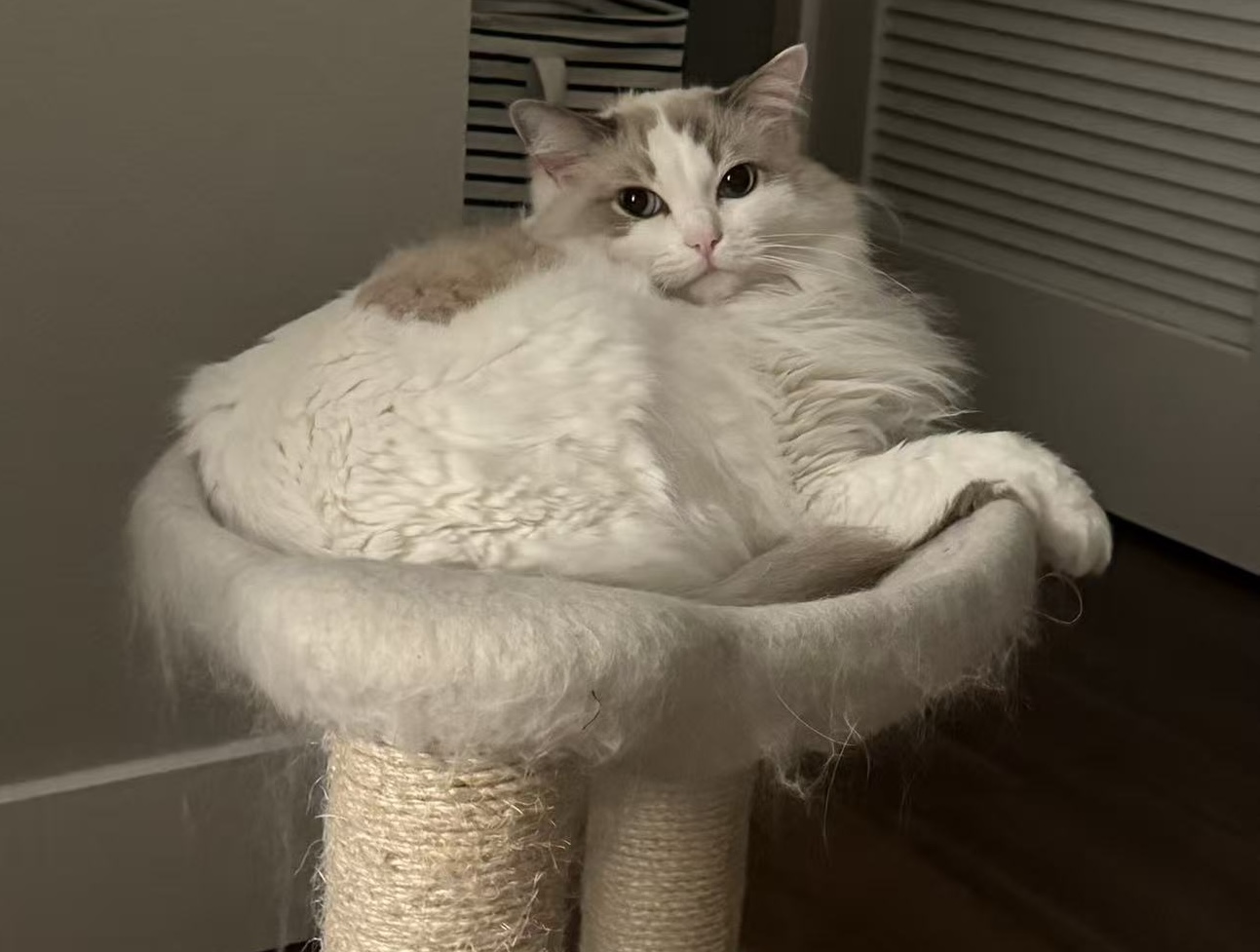 Duoduo, Wendy's cat baby, on his cat tree